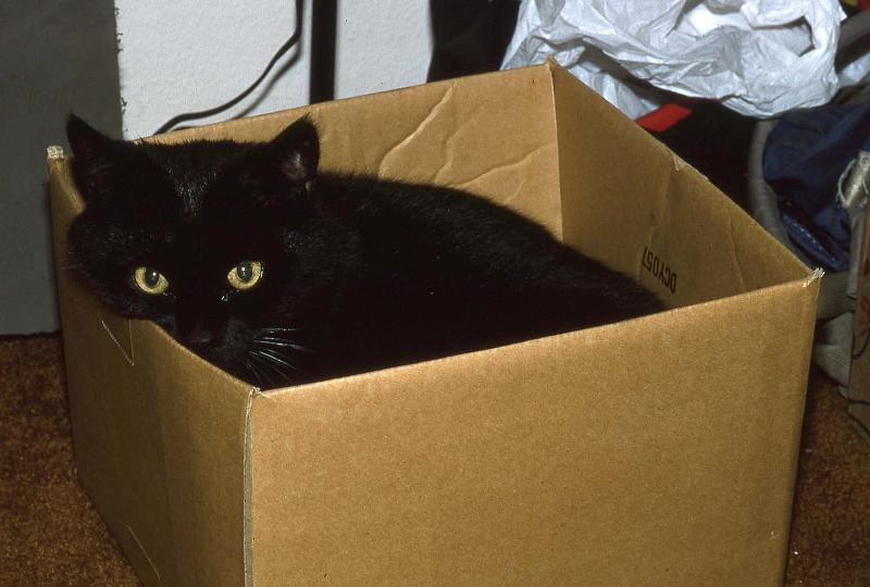 1994-11 Jesse in a box Renton by the Lake.jpg